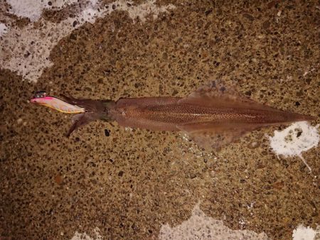 久々の複数釣果